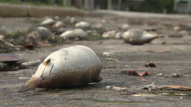 Alcalde de Miami tomó “medidas de emergencia” para abordar la muerte de peces en la bahía de Biscayne