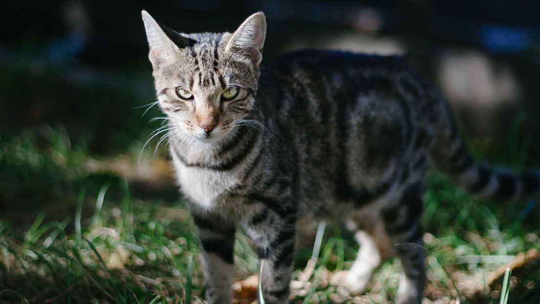 ¿Gatos domésticos asesinos? Lo que descubrieron investigadores al colocar cámaras y GPS en los collares (VIDEO)