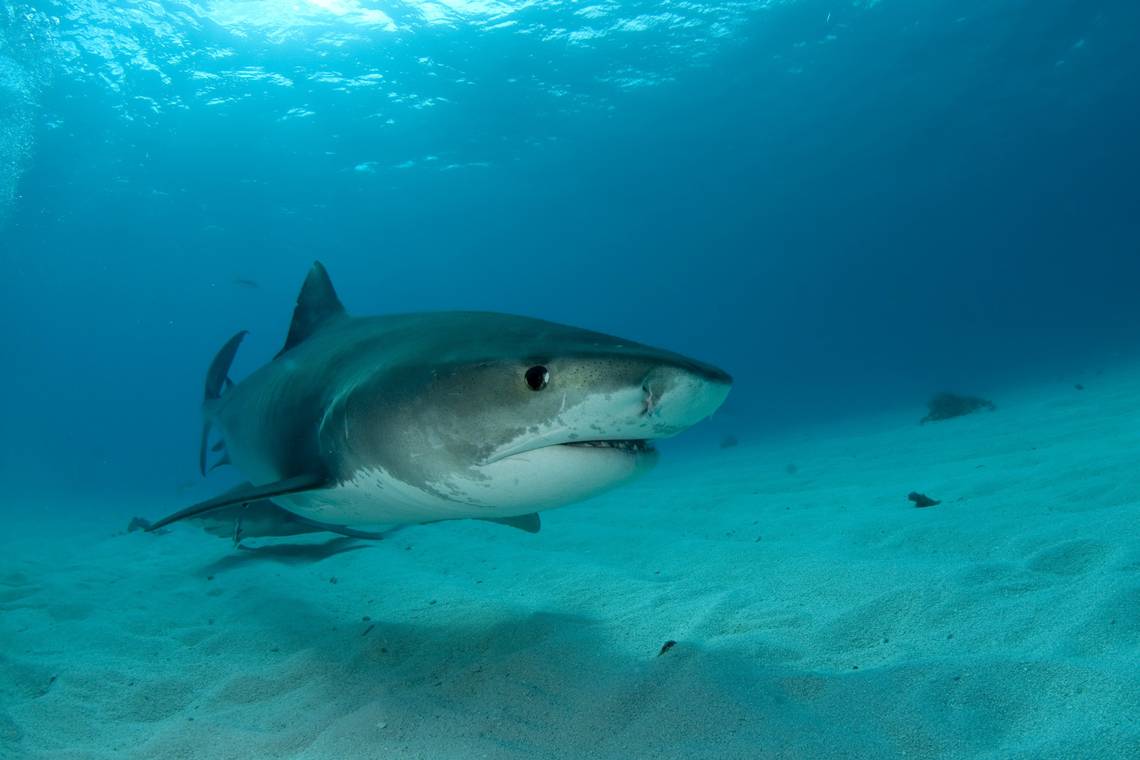 Hombre fue atacado brutalmente por un tiburón en Miami-Beach (Foto Sensible)