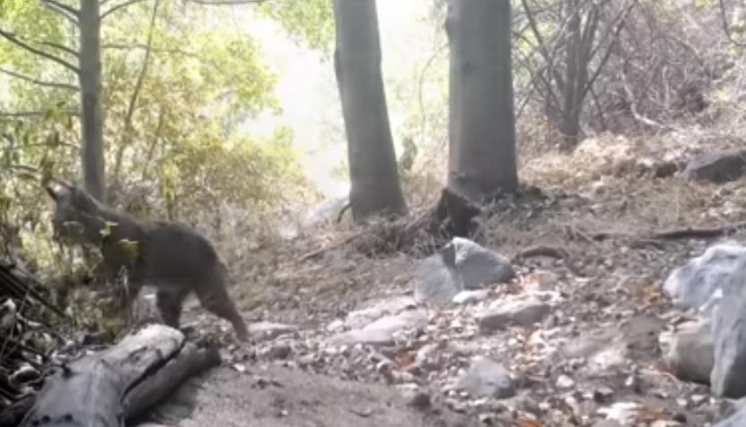 La INCREÍBLE técnica de un lince para luchar contra una serpiente cascabel (VIDEO)