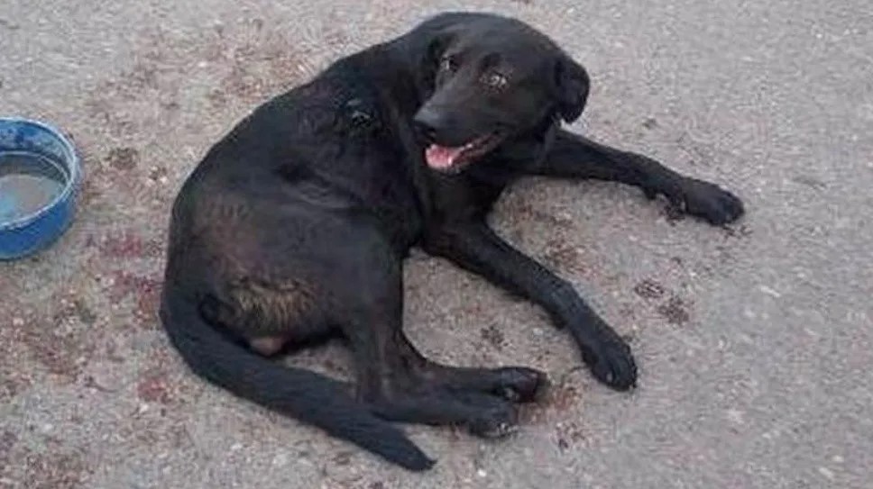 ¡Inhumana! Maestra desalmada encadenó al perro al carro y lo arrastró siete cuadras