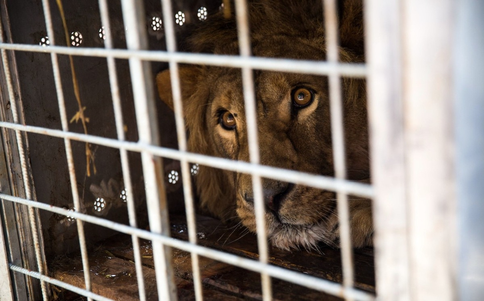 Casi 700 detenidos en una operación de Interpol contra el tráfico de animales