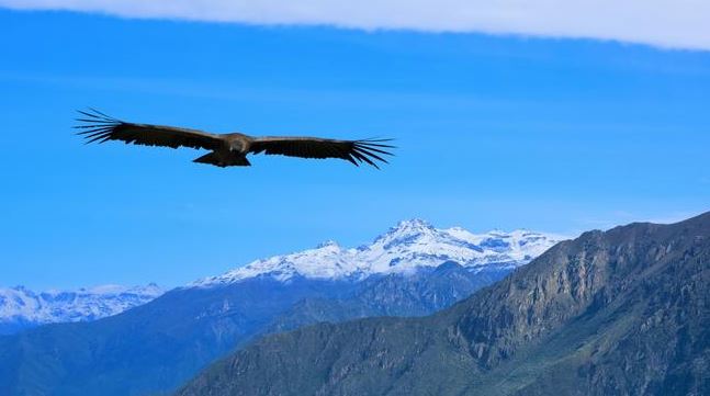 Científicos e indígenas se unieron para realizar el primer censo de cóndores en Colombia