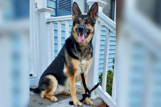 Sadie, la heroica perra que salvó la vida de su dueño durante un derrame cerebral en Nueva Jersey