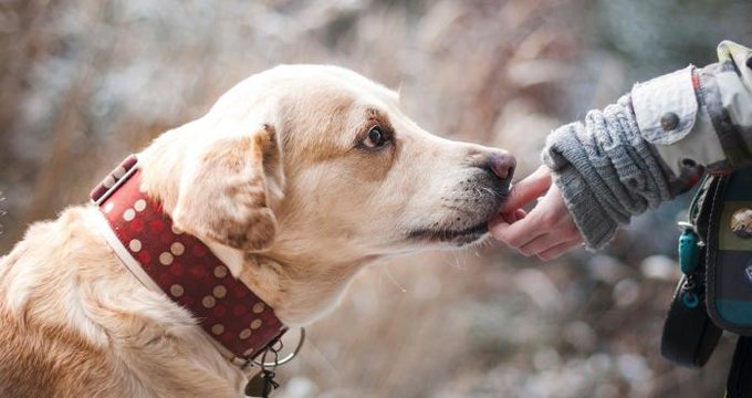 Vinculan un popular collar antipulgas con la muerte de cientos de perros y gatos en EEUU