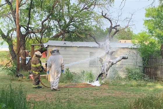 Al menos un muerto tras brutal ataque de abejas en Texas