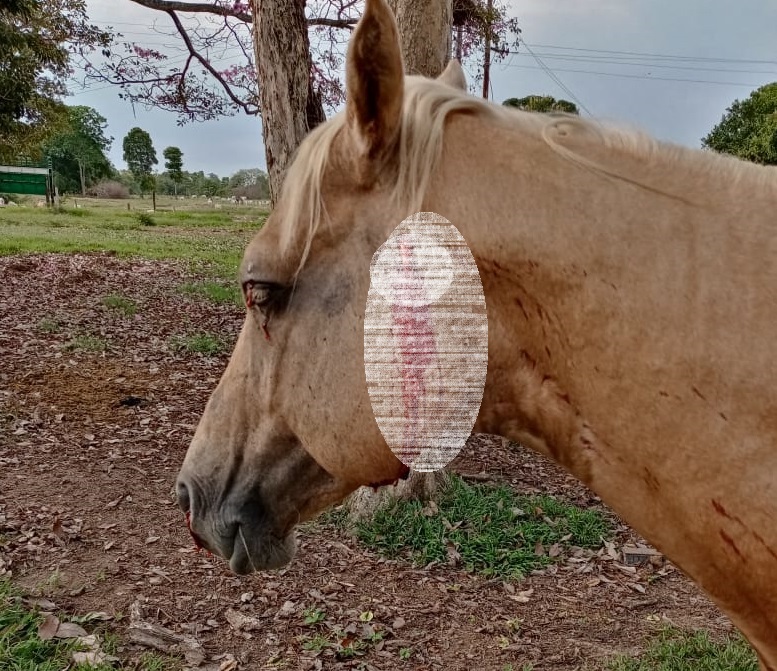 Fuertes imágenes: Denunciaron que la Fanb disparó a animales de hacendados en Apure