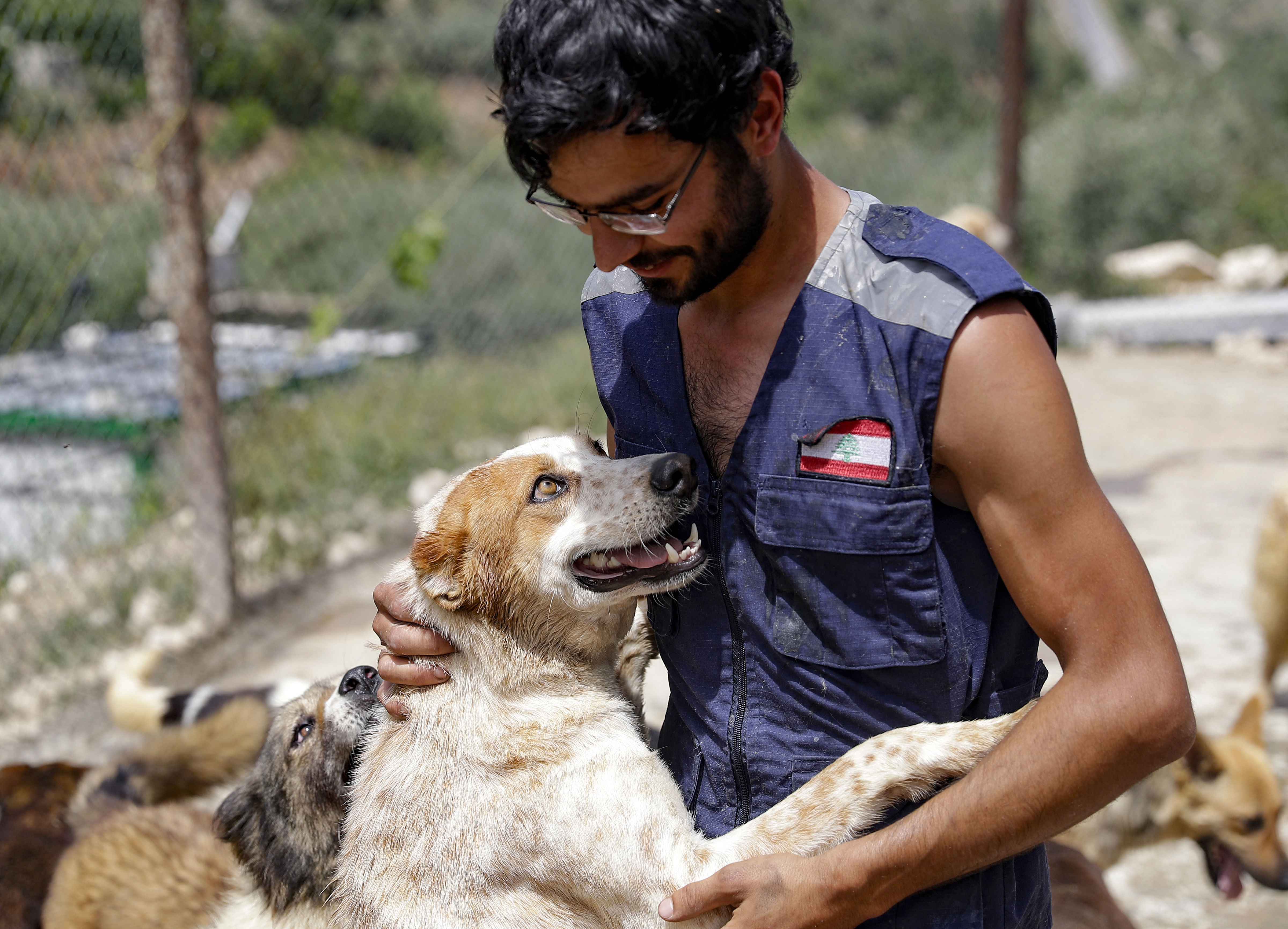 La crisis de Líbano obliga también a separarse de las mascotas