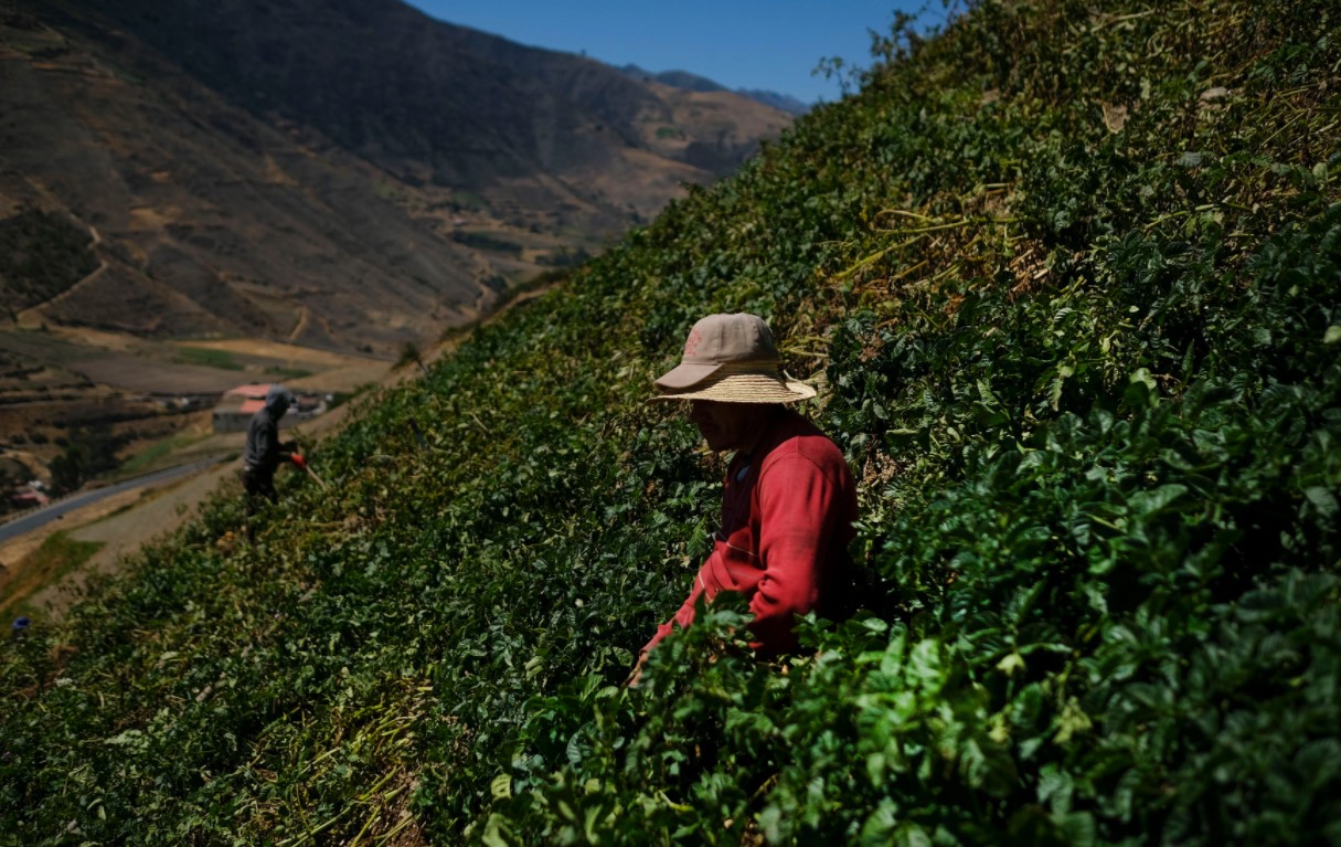 Alertan sobre posible caída de producción de rubros estratégicos en Venezuela