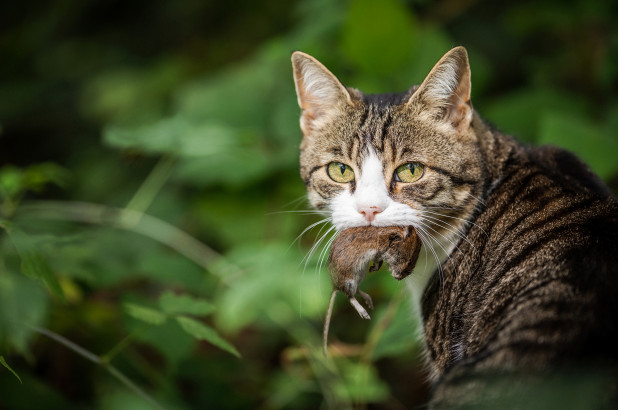 Liberaron más de 1.000 gatos salvajes en Chicago para combatir invasión de ratas