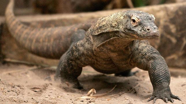 Se estrelló contra un gigantesco lagarto mientras conducía en una carretera de Texas