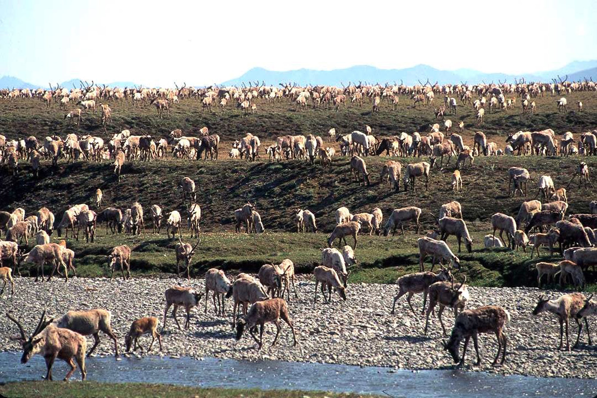 Biden suspendió los arrendamientos de perforación petrolera en el refugio ártico de Alaska