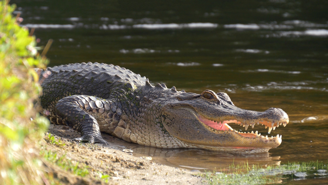 ¡Se salvó de milagro! Escapó de las fauces de un caimán que le mordió la cabeza en un río de Florida