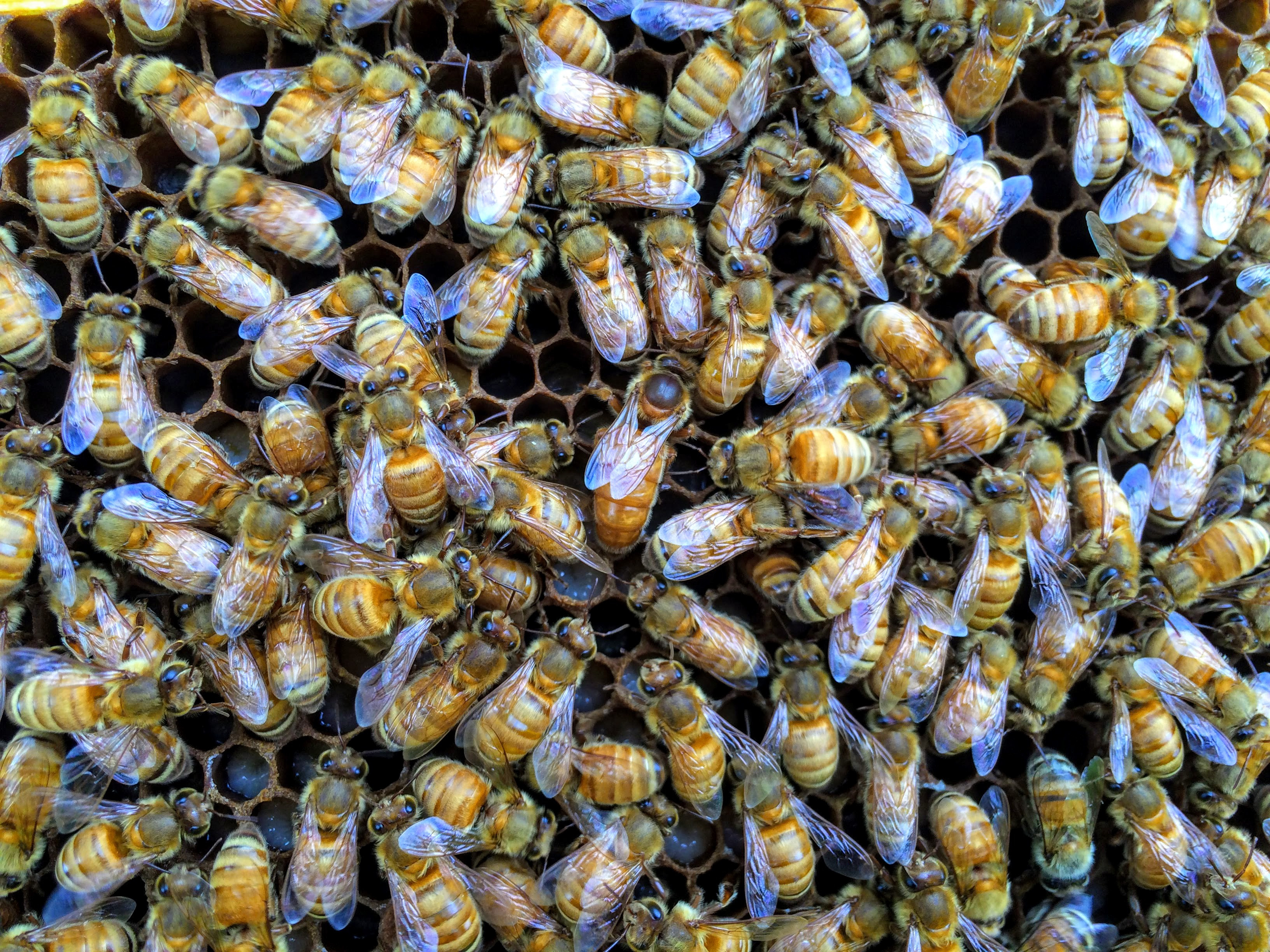 Hombre murió y otros cinco resultaron heridos tras ataque de abejas en Arizona