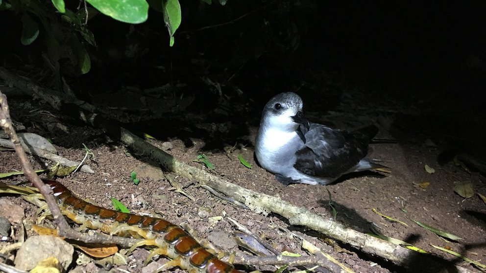 Espantoso ciempiés venenoso es el mayor depredador de aves marinas en Australia (Video)