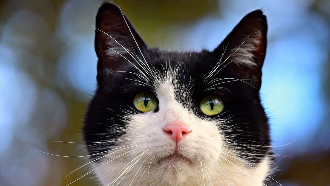 Al menos 13 gatos murieron tras voraz incendio en un refugio de animales de Florida