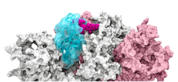 Descubren la molécula que permite al coronavirus entrar a las células