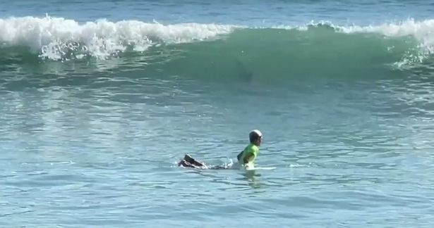 Aterrador momento en playa de Florida: Tiburón acechó a un niño mientras surfeaba