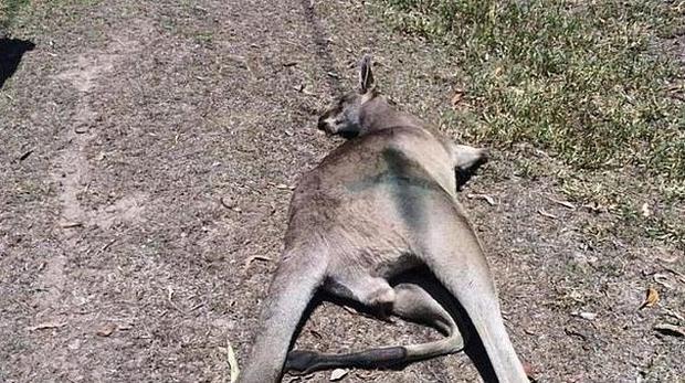 Mil millones de animales muertos, joven voluntario logra salvar a un canguro  bebé en Australia - CIO