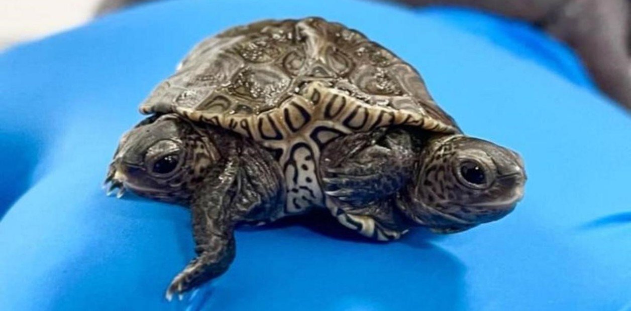 Fenómeno único en EEUU: La tortuga que nació con dos cabezas y seis patas sigue con vida