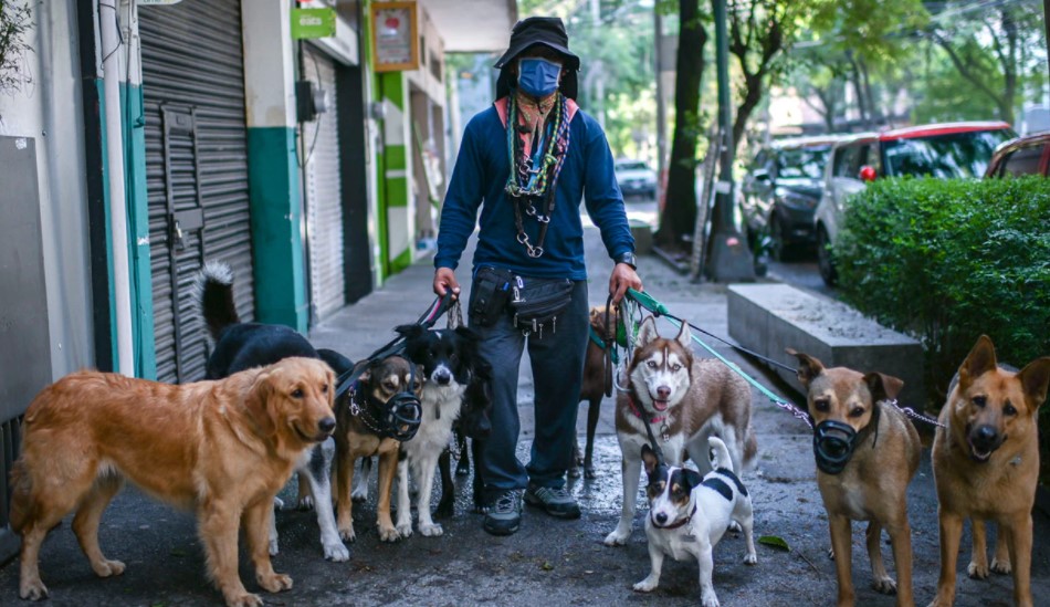 ¿Por qué Alemania no tiene perros abandonados en las calles?