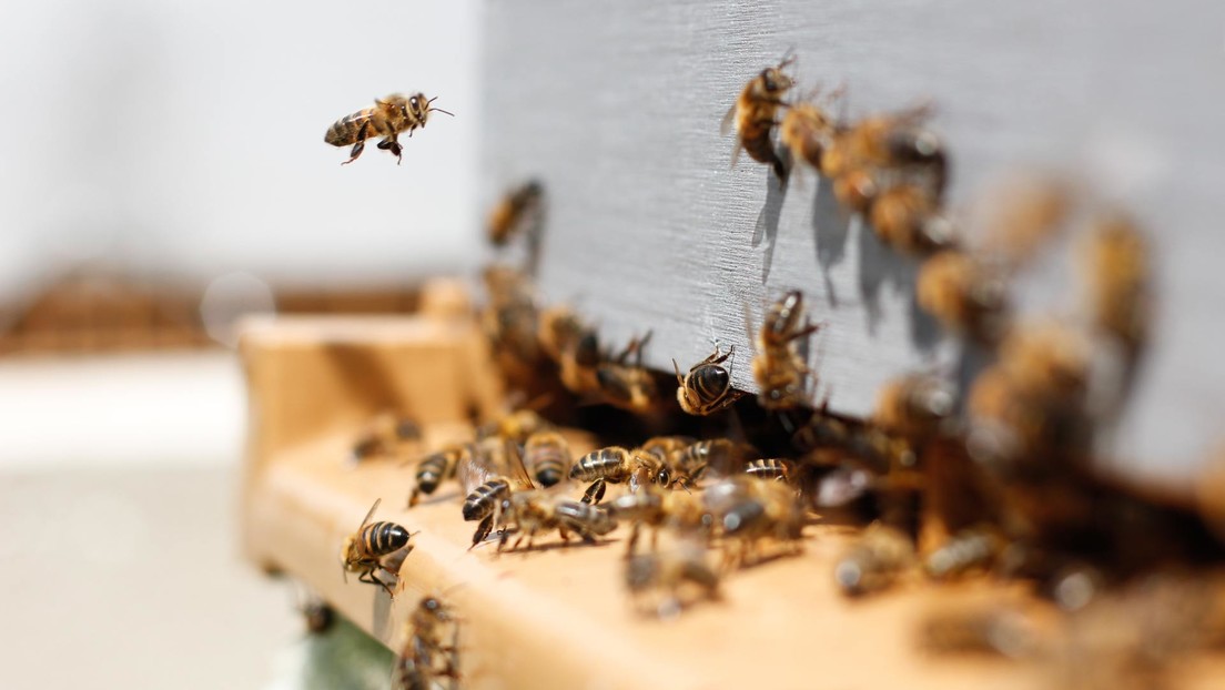 Rescatan a miles de abejas tras 50 días enterradas bajo las cenizas del volcán de la Palma (VIDEO)