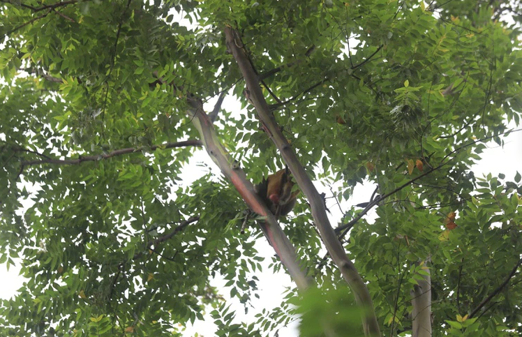 En Puerto Rico llevan tres días intentando capturar a un MONO que ha movilizado a miles de personas (Fotos)