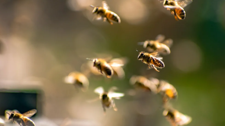 Abejas atacaron a más de quince personas y mataron a un perro en Uruguay