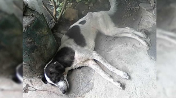 Mataron a patadas a una mascota comunitaria en Maturín por “comerse unos pollos”