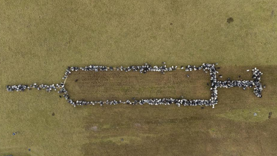 Alemania apoya la campaña de vacunación contra el Covid-19 con una jeringa gigante formada por ovejas (VIDEO)