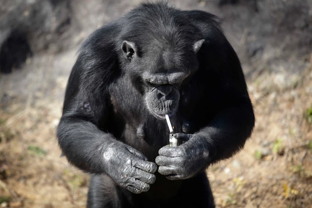 La desgarradora historia de Azalea, chimpancé que fumaba 40 cigarrillos al día