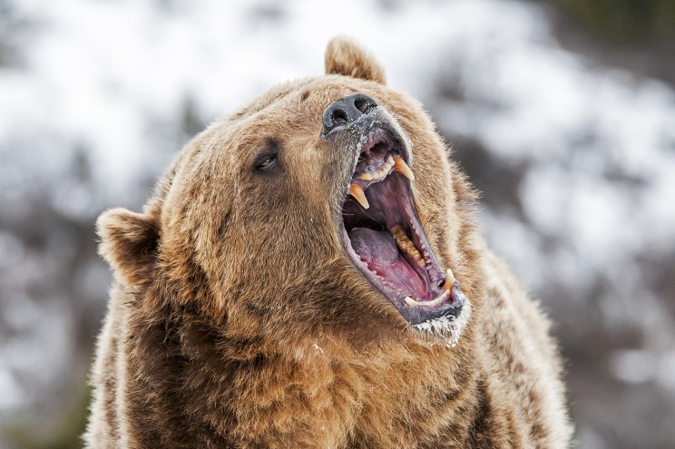 Mató a su hermano por error mientras se defendía de un oso en Oregón; la culpa lo hizo quitarse la vida