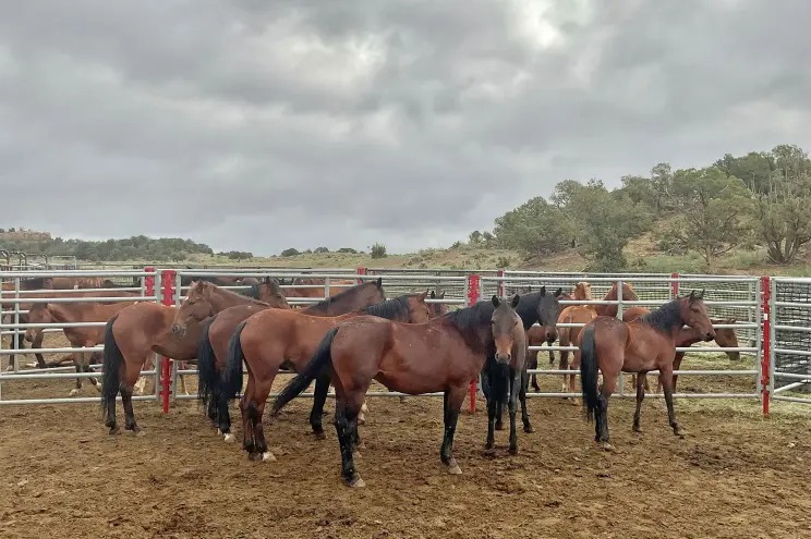 Enfermedad desconocida y altamente contagiosa mata a 85 caballos salvajes en un corral de Colorado