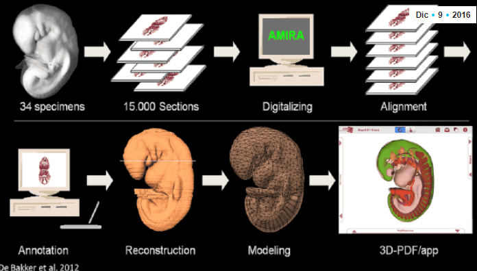 Crean un atlas dinámico en 3D de la formación del corazón embrionario