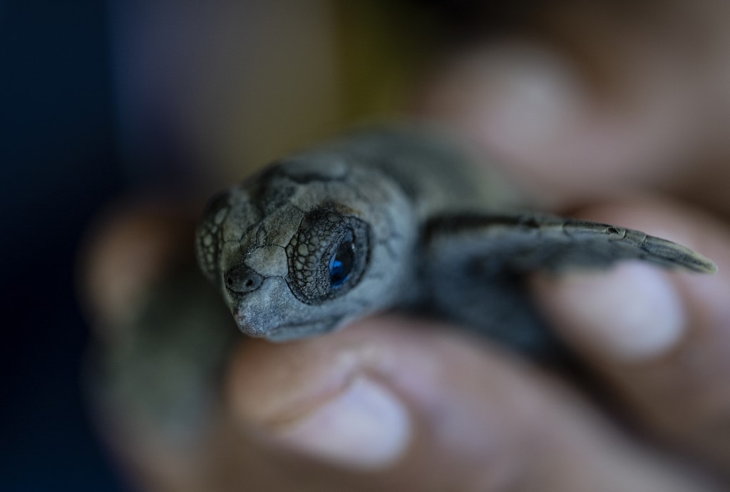 En FOTOS: Niños y ambientalistas liberaron crías de tortuga para crear conciencia en La Guaira