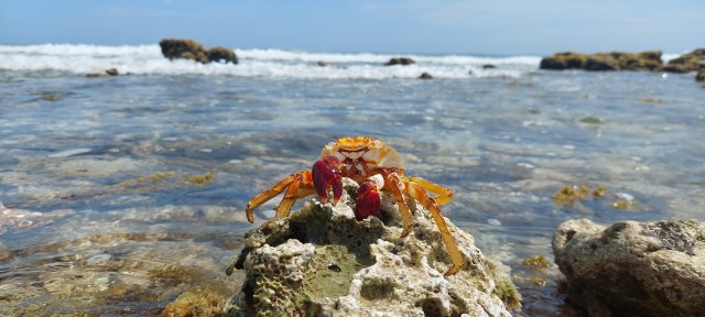 Amenaza Del Ecosistema En Isla La Tortuga Un Paraíso Tropical En El