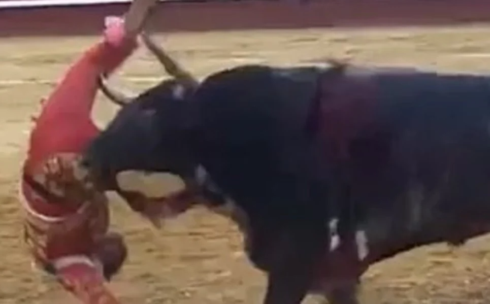 Torero español sufrió una cornada que le destruyó la arteria femoral