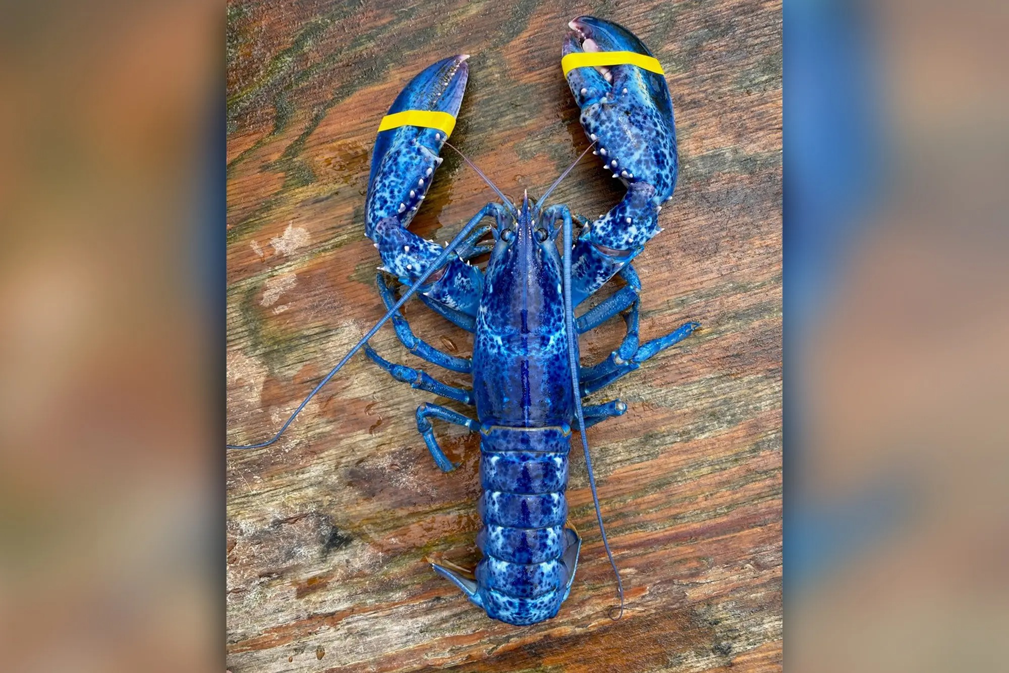 Asombro en EEUU: Rara langosta azul capturada en Maine se exhibe en tanque de un restaurante