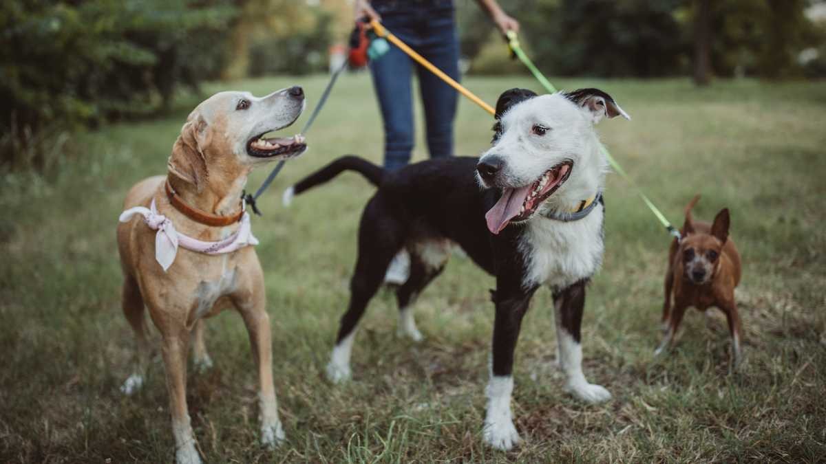 La clave del éxito de un hombre en EEUU que gana miles de dólares paseando perros