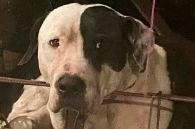 Max, el pitbull que casi le arranca el brazo a un ladrón en México, no será sacrificado