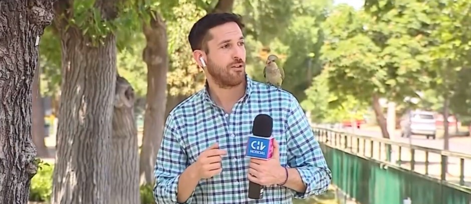 Pajarito ladrón se llevó el auricular de este periodista mientras reportaba EN VIVO (VIDEO)