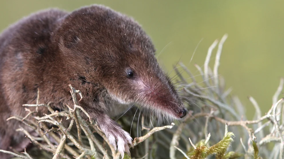 Este animal que se come su propio cerebro y puede pude ser un dato importante para los humanos