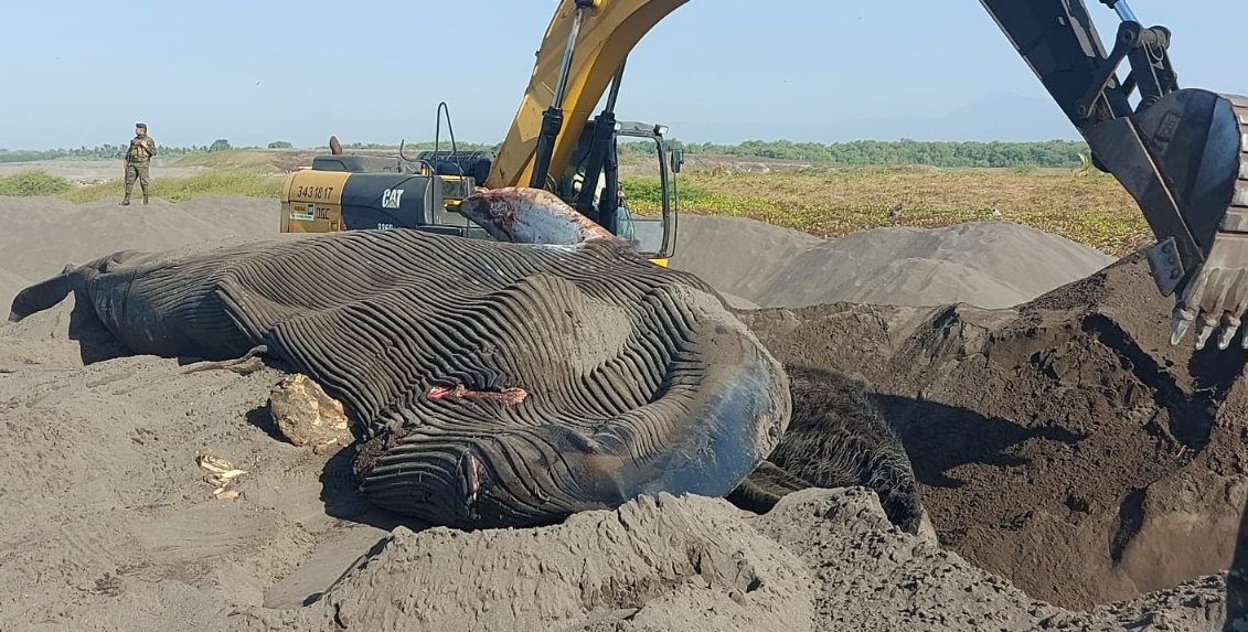 Hallaron cadáver de 12 metros de una ballena azul en playa de Guatemala