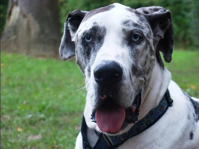 Parto inédito en EEUU: gran danés de Virginia dio a luz a 21 hermosos cachorros en 27 horas (FOTO)