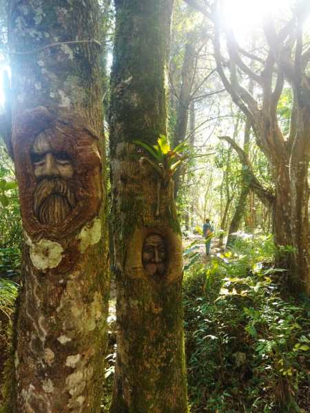 Hombre Que Cree En Duendes Se Sienta En El Bosque A Tomar Fotos