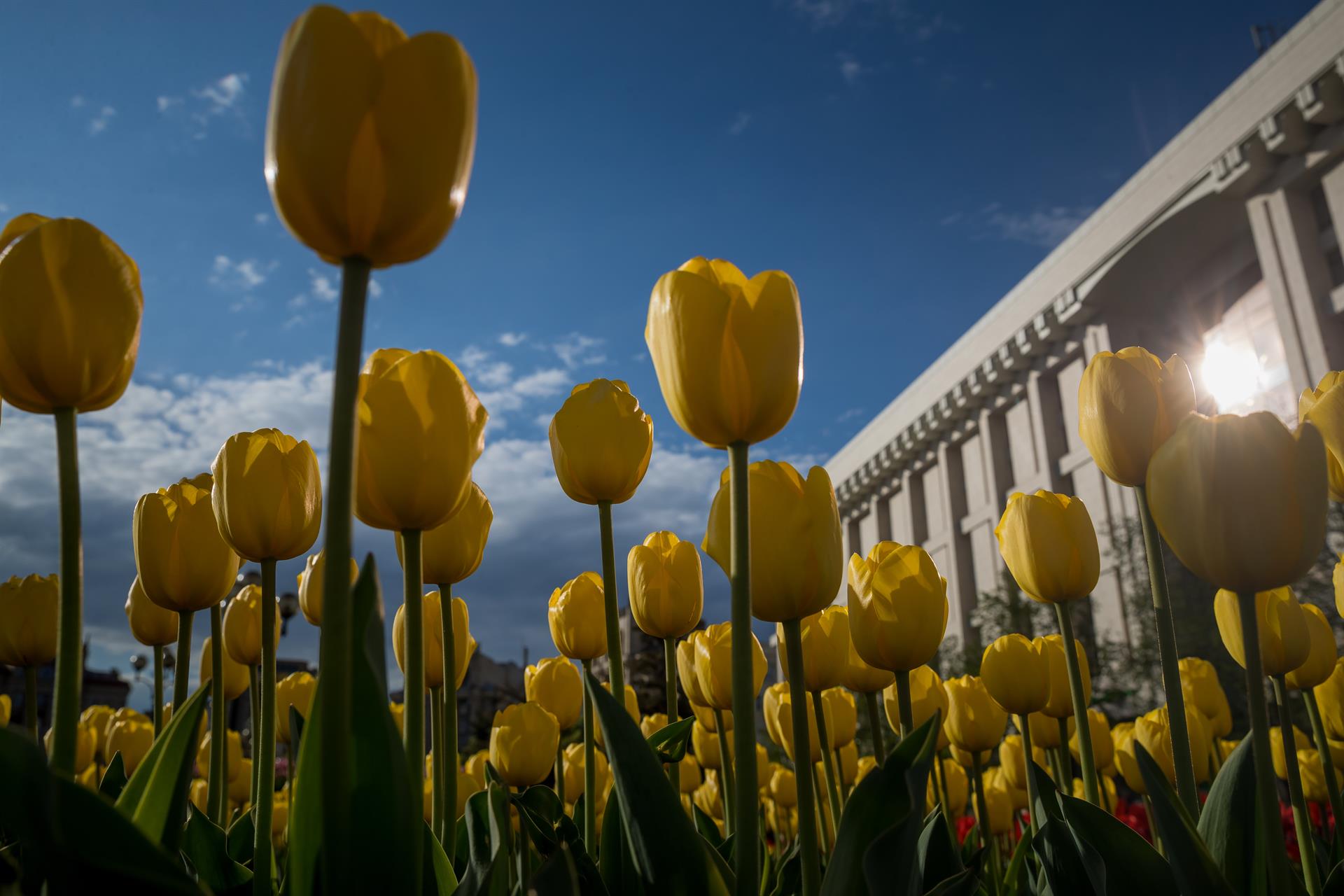 Encuentran en China tulipanes que se creían extintos desde hace 40 años