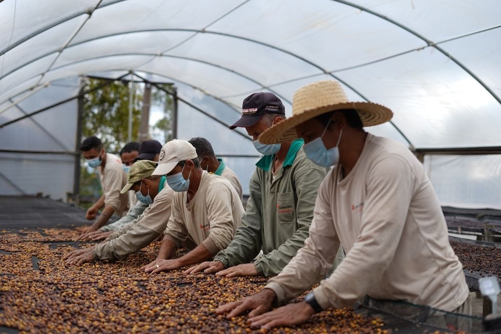 Para no creer: Uno de los cafés más caros del mundo viene del excremento de este exótico animal