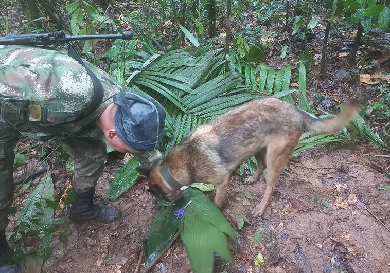 Cinta amarilla de 11 kilómetros y 600 silbatos para hallar a niños perdidos en selva colombiana