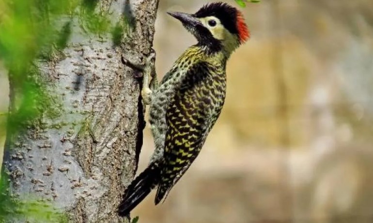 Hallado en Argentina el fósil de un pájaro carpintero de hace 200.000 años