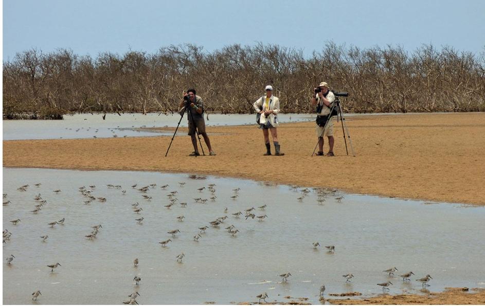 Tendido eléctrico de alta tensión pone en riesgo a aves migratorias en Falcón